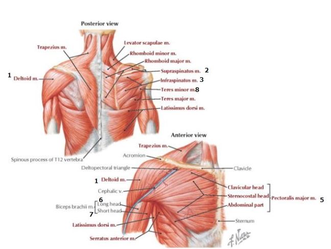 shoulder muscles diagram posterior Shoulder muscles: anatomy, support & movement