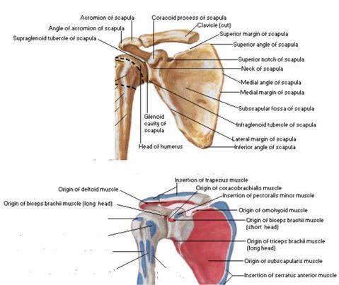 Shoulder anatomy - MSK Learning Porfolio