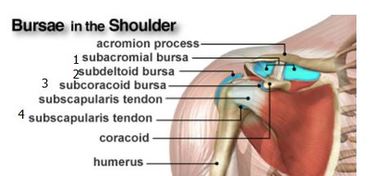 Shoulder anatomy - MSK Learning Porfolio